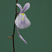 Utricularia sandersonni (Bladderwort)