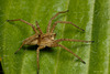 Spider  (Pisaura mirablis)