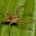 Spider  (Pisaura mirablis)