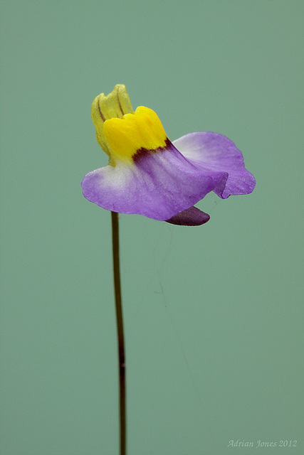 Utricularia bisquamata (Bladderwort)