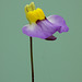 Utricularia bisquamata (Bladderwort)