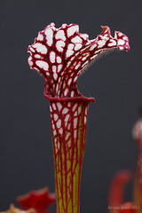 Sarracenia hybrid.