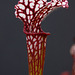 Sarracenia hybrid.