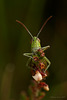 Grasshopper