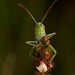 Grasshopper