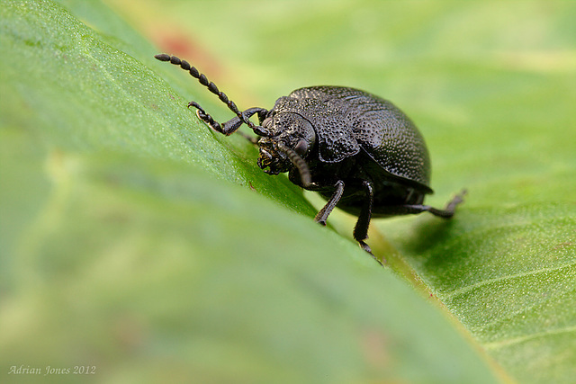 Galeruca tanaceti