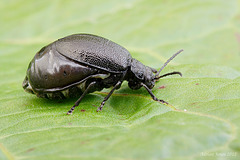 Galeruca tanaceti female