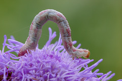 Lime-speck Pug Moth Caterpillar (Eupithecia centaureata)?