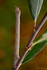 Peppered Moth Caterpillar.