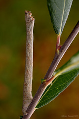 Peppered Moth Caterpillar.