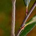 Peppered Moth Caterpillar.