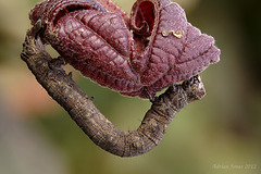 Scalloped Hazel Moth Caterpillar.