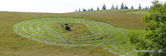 Hillside Field Art? Our local farmer isn't known as Picasso the Ploughman for nothing...