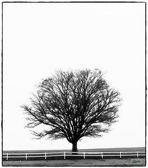 A lone tree