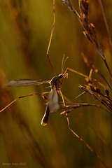 Cranefly