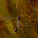 Cranefly