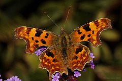 Comma