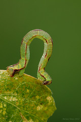 Mottled Pug Moth Caterpillar.