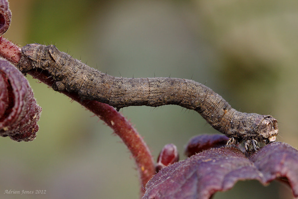 Scalloped Hazel Moth Caterpillar.