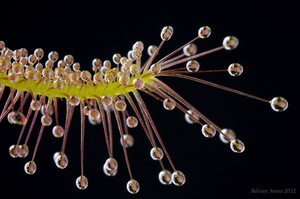 Drosera capensis 'Alba'