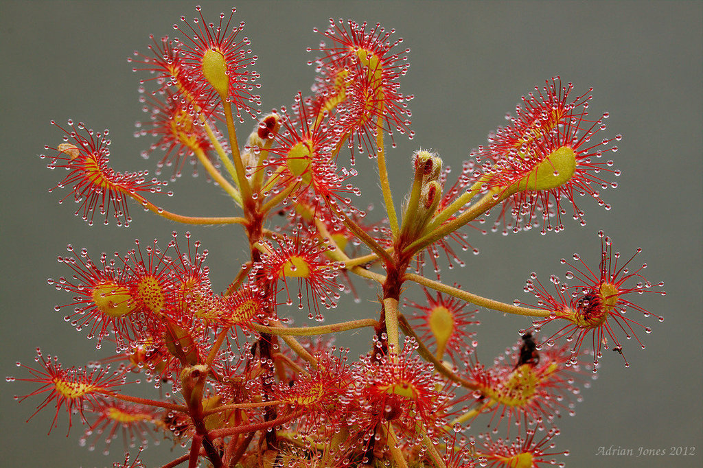 Drosera madagascariensis.