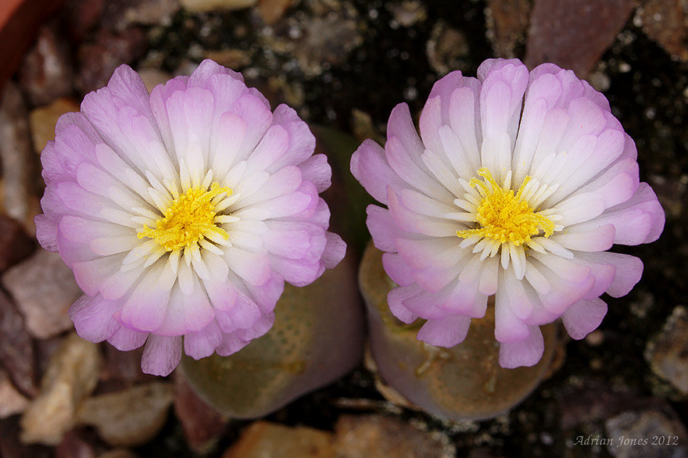 Ophthalmophyllum latum