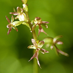 Heart-leaved Twayblade / Listera cordata var. nephrophylla forma rubescens