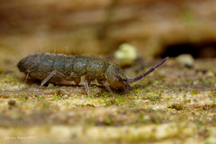 Isotoma viridis