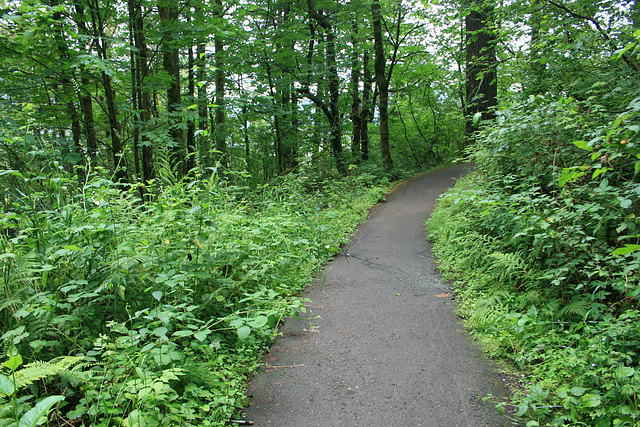 Trail to Bridalveil Falls