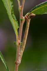 Peppered Moth Larva