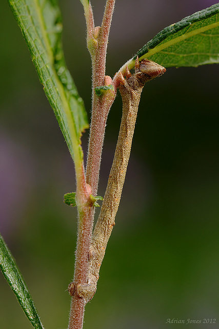 Peppered Moth Larva
