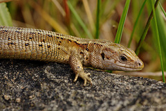 Common Lizard.