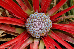 Fascicularia bicolor