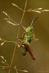 Grasshopper