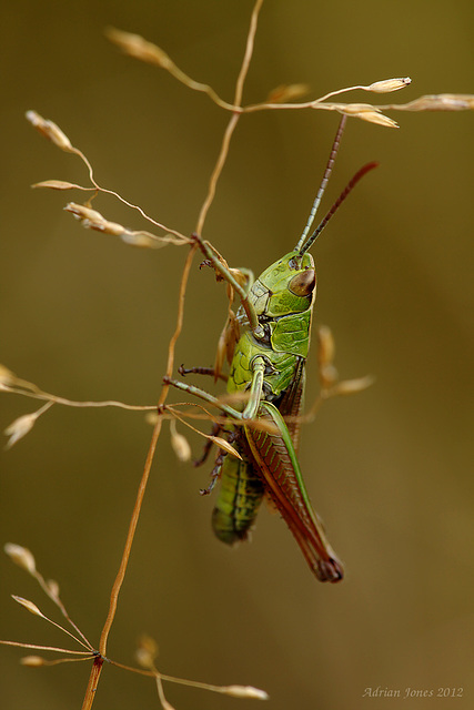 Grasshopper