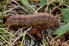 Heart and Dart Moth larva ???