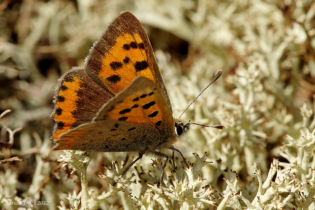 Small Copper