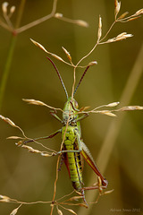 Grasshopper