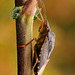 Red-legged Shieldbug (Pentatoma rufipes)