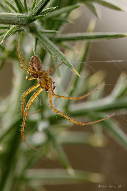 Spider (Metellina sp.)