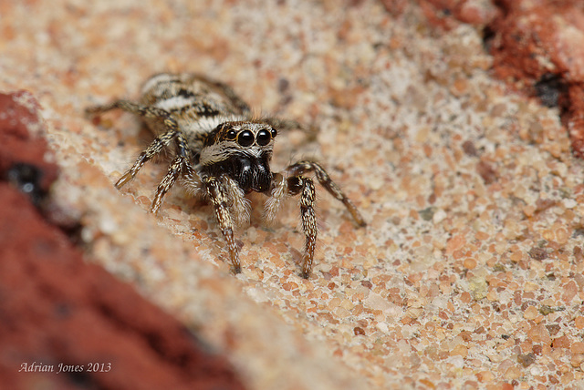 Jumping Spider.