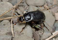 Nicrophorus humator