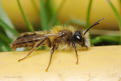 Andrena sp.