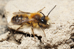 Andrena sp.