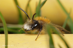 Andrena sp.