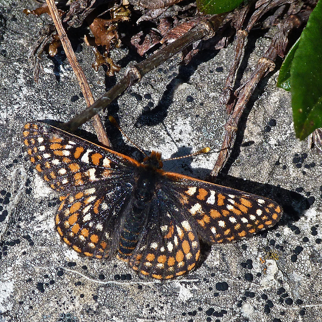 Checkerspot