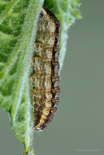 Noctuid Moth Larva.