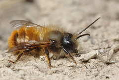 Red Mason Bee, Osmia bicornis