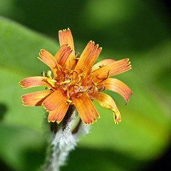 Orange False Dandelion / Agoseris aurantiaca