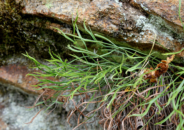 Asplenium septentrionale